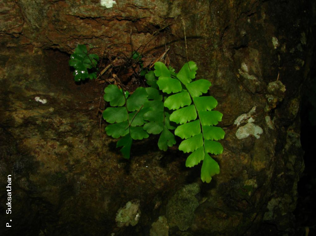 Adiantum soboliferum